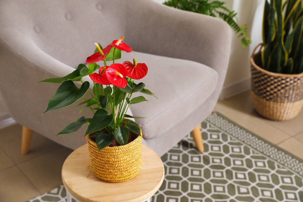 natural indoor air purifiers