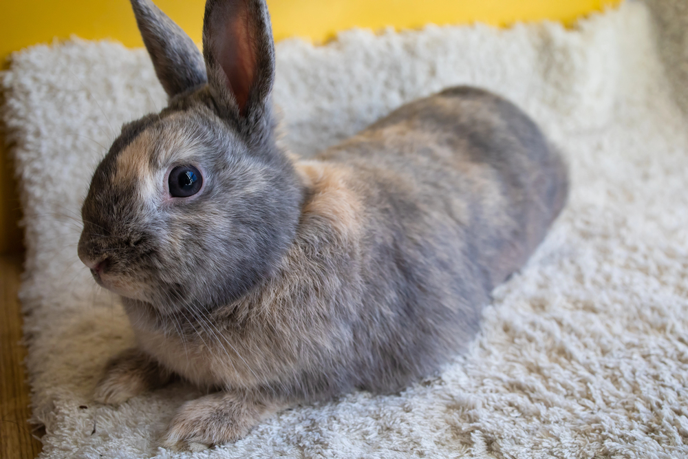 animals reduce anxiety