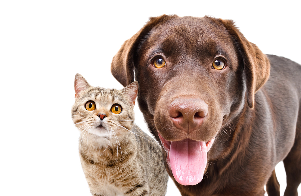 Considering pets
