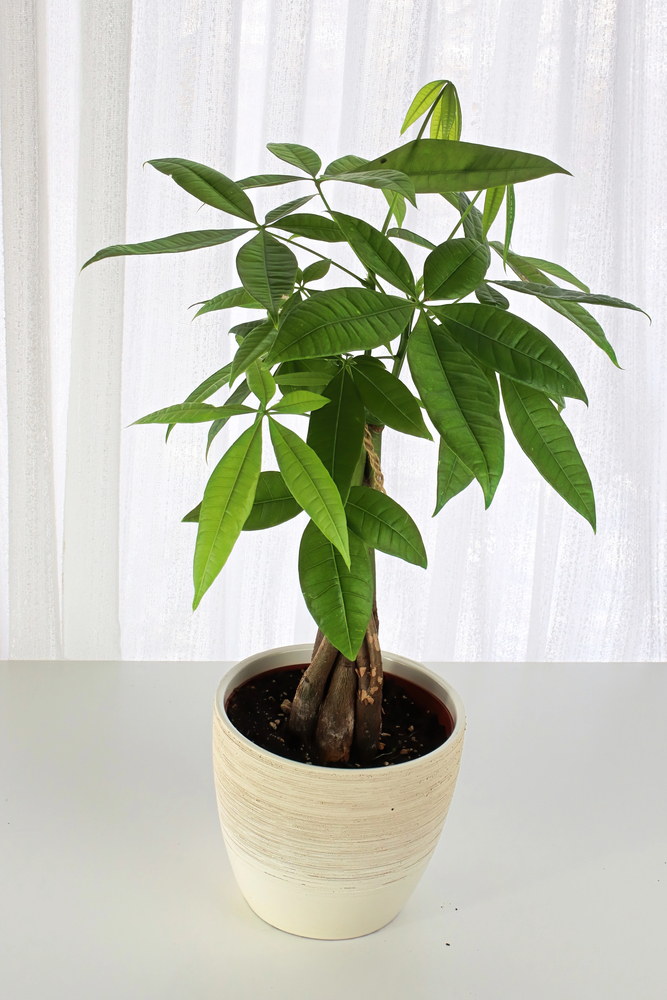 houseplants