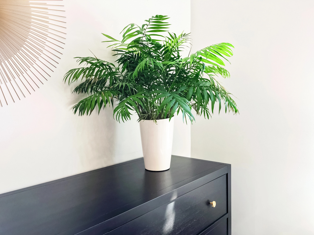 natural air purifiers indoor plants