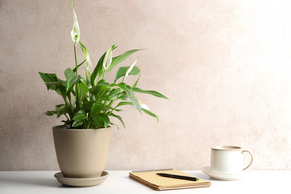 indoor plants for air cleansing