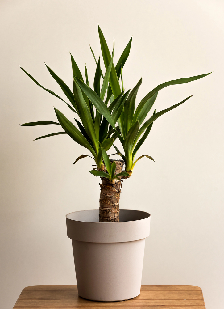 plants as natural air purifiers